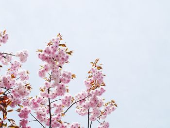 Low angle view of pink flowers blooming on tree