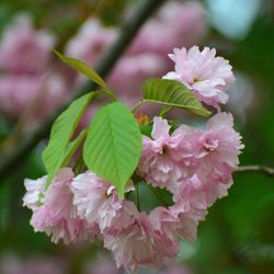 Close-up of pink cherry blossoms