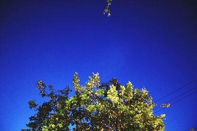 Low angle view of trees against clear blue sky