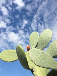 Low angle view of cactus growing against sky