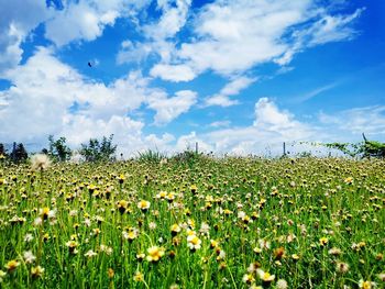 Plants growing on field against sky