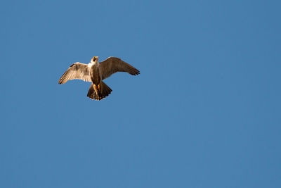 Young peregrine falcon flying in belgium