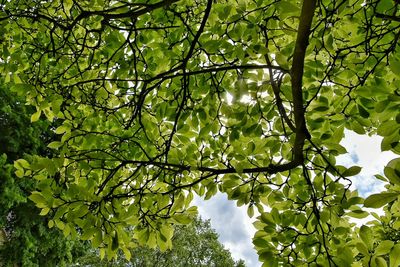 Low angle view of trees