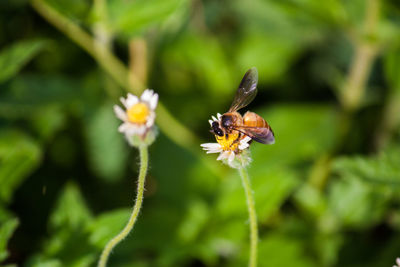 Close-up of insect on flower