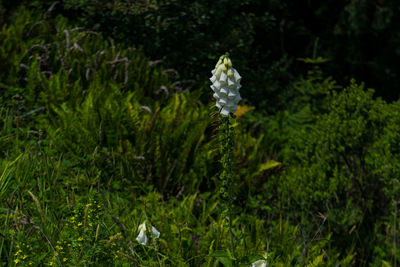 Close-up of white flowers