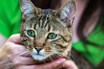 Close-up of cat