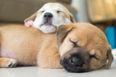 Close-up of a dog sleeping