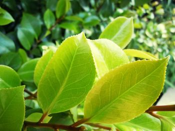 Close-up of leaves