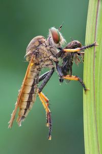 Close-up of insect on plant