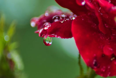 Close-up of wet red flower