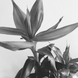 Close-up of flowering plant against white background