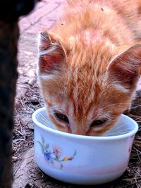 Close-up of cat