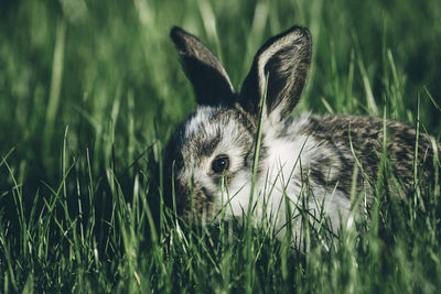 Close-up of rabbit on grassy field