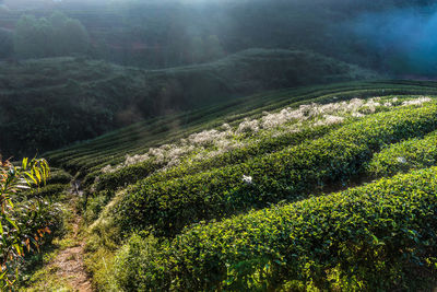 Plants growing on field
