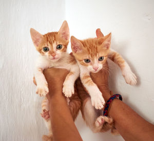 Midsection of cat with hand on kitten