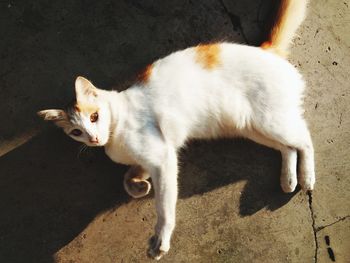 High angle view of cat standing on floor
