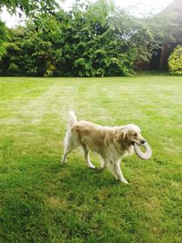 Dog standing on grassy field