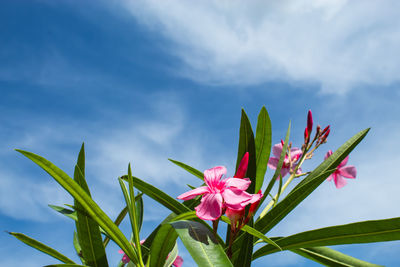 Close-up of pink flowering plant against cloudy sky