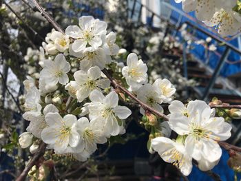 Close-up of white cherry blossoms