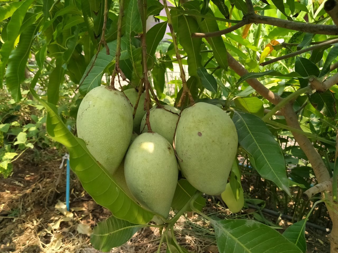 CLOSE-UP OF APPLES