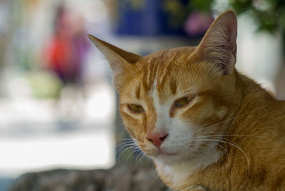 Close-up of a cat looking away