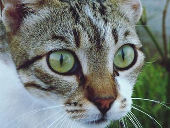 Close-up portrait of a cat