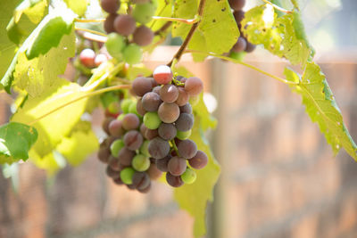 Close-up of grapes growing outdoors