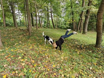 Dog running in a forest