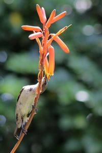 Close-up of orange flowering plant