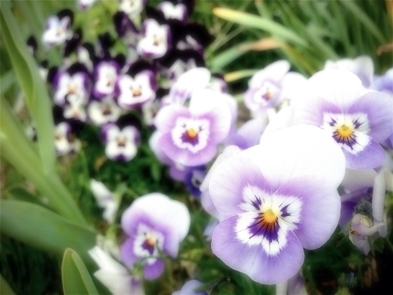 flower, freshness, petal, fragility, flower head, purple, growth, beauty in nature, blooming, plant, nature, close-up, focus on foreground, in bloom, pollen, high angle view, field, day, blue, blossom