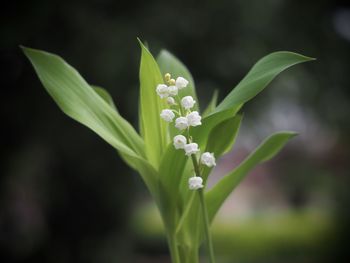 Close-up of white flowering plant