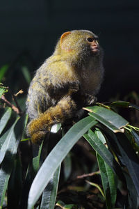 Close-up of a bird perching on plant