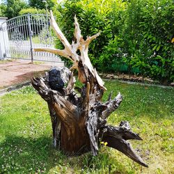 Tree stump on field