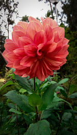 Close-up of red flowering plant