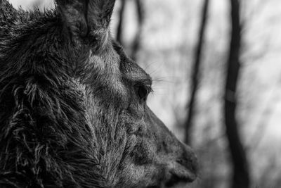 Close-up of a horse