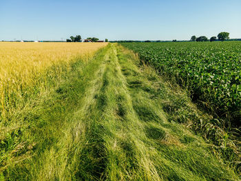 Summer time crops growing on a hot s ummer day