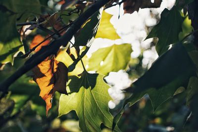 Low angle view of leaves on tree