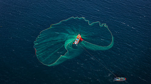 High angle view of jellyfish swimming in sea