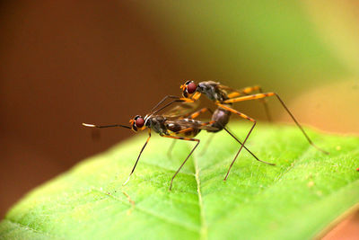 Close-up of insects mating on leaf