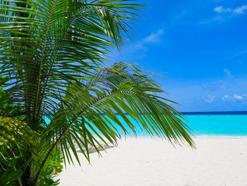 Palm tree by sea against sky