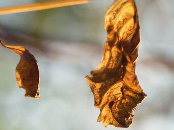 Close-up of dry leaf during autumn