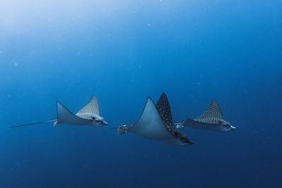 Spotted eagle ray swimming in sea