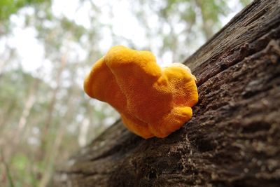 Low angle view of yellow flower growing on tree trunk