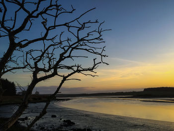 Reflection of trees in water