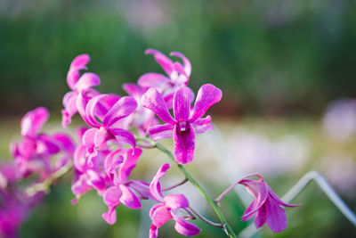 Close-up of pink flower