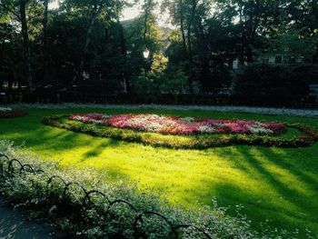 View of flowering plants in park