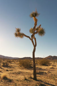 Joshua tree in the mojave desert during winter sunset