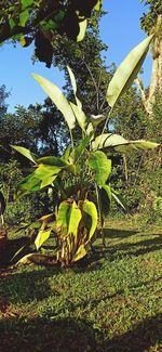 Close-up of yellow flowering plant on field