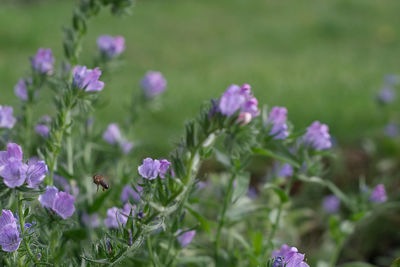 Close-up of purple flowering plants in garden