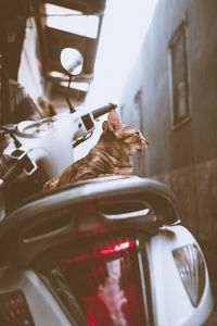 Close-up of cat on motor scooter